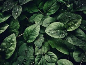 feuille